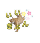 家猫…うちの猫（個別スタンプ：29）