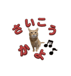 家猫…うちの猫（個別スタンプ：30）