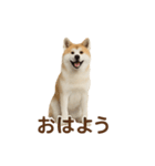 推しワン★秋田犬スタンプ・ほんわか感情便（個別スタンプ：1）