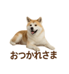 推しワン★秋田犬スタンプ・ほんわか感情便（個別スタンプ：2）