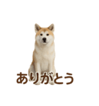 推しワン★秋田犬スタンプ・ほんわか感情便（個別スタンプ：3）