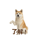 推しワン★秋田犬スタンプ・ほんわか感情便（個別スタンプ：4）