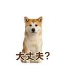 推しワン★秋田犬スタンプ・ほんわか感情便（個別スタンプ：5）