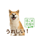 推しワン★秋田犬スタンプ・ほんわか感情便（個別スタンプ：6）