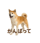 推しワン★秋田犬スタンプ・ほんわか感情便（個別スタンプ：8）