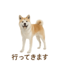 推しワン★秋田犬スタンプ・ほんわか感情便（個別スタンプ：9）