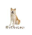 推しワン★秋田犬スタンプ・ほんわか感情便（個別スタンプ：10）
