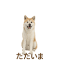 推しワン★秋田犬スタンプ・ほんわか感情便（個別スタンプ：11）