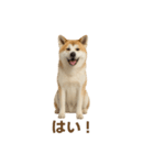 推しワン★秋田犬スタンプ・ほんわか感情便（個別スタンプ：13）