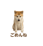 推しワン★秋田犬スタンプ・ほんわか感情便（個別スタンプ：15）