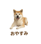推しワン★秋田犬スタンプ・ほんわか感情便（個別スタンプ：16）