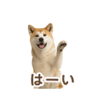 推しワン★秋田犬スタンプ・ほんわか感情便（個別スタンプ：18）