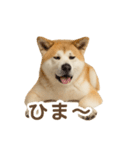 推しワン★秋田犬スタンプ・ほんわか感情便（個別スタンプ：19）