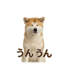 推しワン★秋田犬スタンプ・ほんわか感情便（個別スタンプ：21）