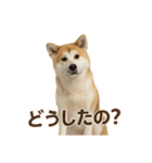 推しワン★秋田犬スタンプ・ほんわか感情便（個別スタンプ：23）
