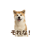 推しワン★秋田犬スタンプ・ほんわか感情便（個別スタンプ：24）