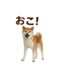 推しワン★秋田犬スタンプ・ほんわか感情便（個別スタンプ：25）