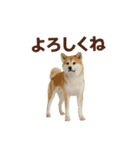 推しワン★秋田犬スタンプ・ほんわか感情便（個別スタンプ：27）
