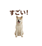 推しワン★秋田犬スタンプ・ほんわか感情便（個別スタンプ：28）