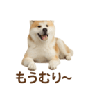 推しワン★秋田犬スタンプ・ほんわか感情便（個別スタンプ：29）