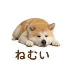 推しワン★秋田犬スタンプ・ほんわか感情便（個別スタンプ：30）