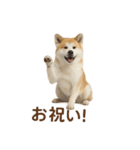 推しワン★秋田犬スタンプ・ほんわか感情便（個別スタンプ：31）