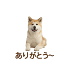 推しワン★秋田犬スタンプ・ほんわか感情便（個別スタンプ：32）