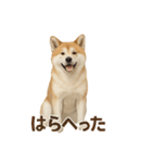 推しワン★秋田犬スタンプ・ほんわか感情便（個別スタンプ：33）
