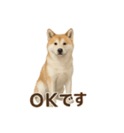 推しワン★秋田犬スタンプ・ほんわか感情便（個別スタンプ：35）