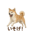 推しワン★秋田犬スタンプ・ほんわか感情便（個別スタンプ：36）