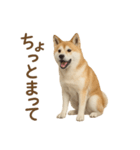 推しワン★秋田犬スタンプ・ほんわか感情便（個別スタンプ：37）