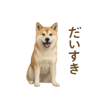 推しワン★秋田犬スタンプ・ほんわか感情便（個別スタンプ：38）