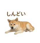 推しワン★秋田犬スタンプ・ほんわか感情便（個別スタンプ：39）