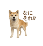 推しワン★秋田犬スタンプ・ほんわか感情便（個別スタンプ：40）