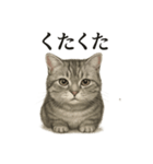 仕事終わりの一言〜リアルなマンチカン子猫（個別スタンプ：1）