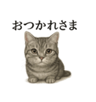 仕事終わりの一言〜リアルなマンチカン子猫（個別スタンプ：3）