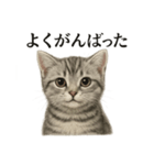 仕事終わりの一言〜リアルなマンチカン子猫（個別スタンプ：5）
