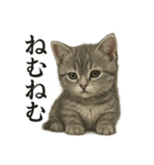 仕事終わりの一言〜リアルなマンチカン子猫（個別スタンプ：7）