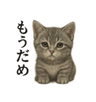 仕事終わりの一言〜リアルなマンチカン子猫（個別スタンプ：12）