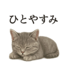 仕事終わりの一言〜リアルなマンチカン子猫（個別スタンプ：13）