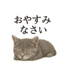 仕事終わりの一言〜リアルなマンチカン子猫（個別スタンプ：15）