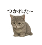 仕事終わりの一言〜リアルなマンチカン子猫（個別スタンプ：16）