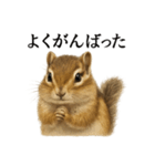 仕事終わりの一言〜リアルで可愛いシマリス（個別スタンプ：5）