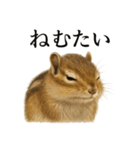 仕事終わりの一言〜リアルで可愛いシマリス（個別スタンプ：6）