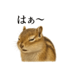 仕事終わりの一言〜リアルで可愛いシマリス（個別スタンプ：7）