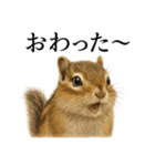 仕事終わりの一言〜リアルで可愛いシマリス（個別スタンプ：8）