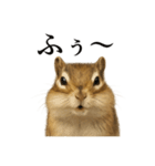仕事終わりの一言〜リアルで可愛いシマリス（個別スタンプ：9）