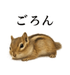 仕事終わりの一言〜リアルで可愛いシマリス（個別スタンプ：11）