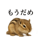 仕事終わりの一言〜リアルで可愛いシマリス（個別スタンプ：12）