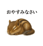仕事終わりの一言〜リアルで可愛いシマリス（個別スタンプ：13）